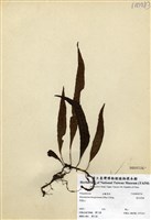 藏品(波氏星蕨)的圖片